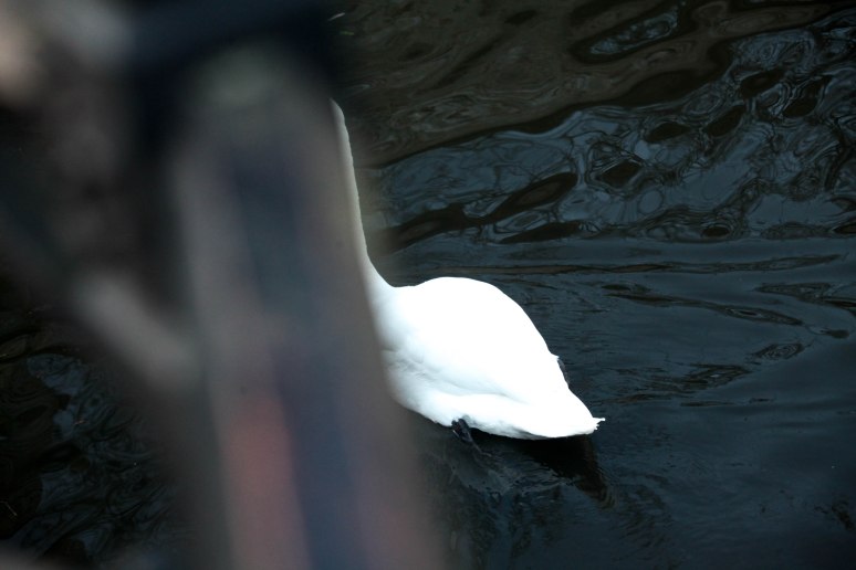 swan (1 van 1)